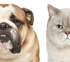 Dog and Cat